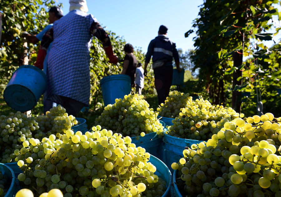 ベルナルディ/BERNARDI BIANCOROSSOオンラインショップ