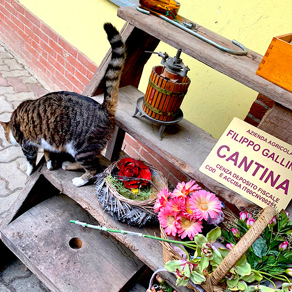 なゆさん꧁Eddi Rose エディローズ꧂ イタリア製ローボード